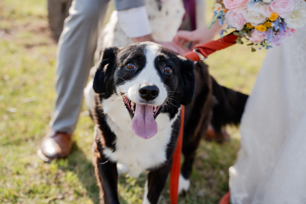 Black and white dog smiling at the camera