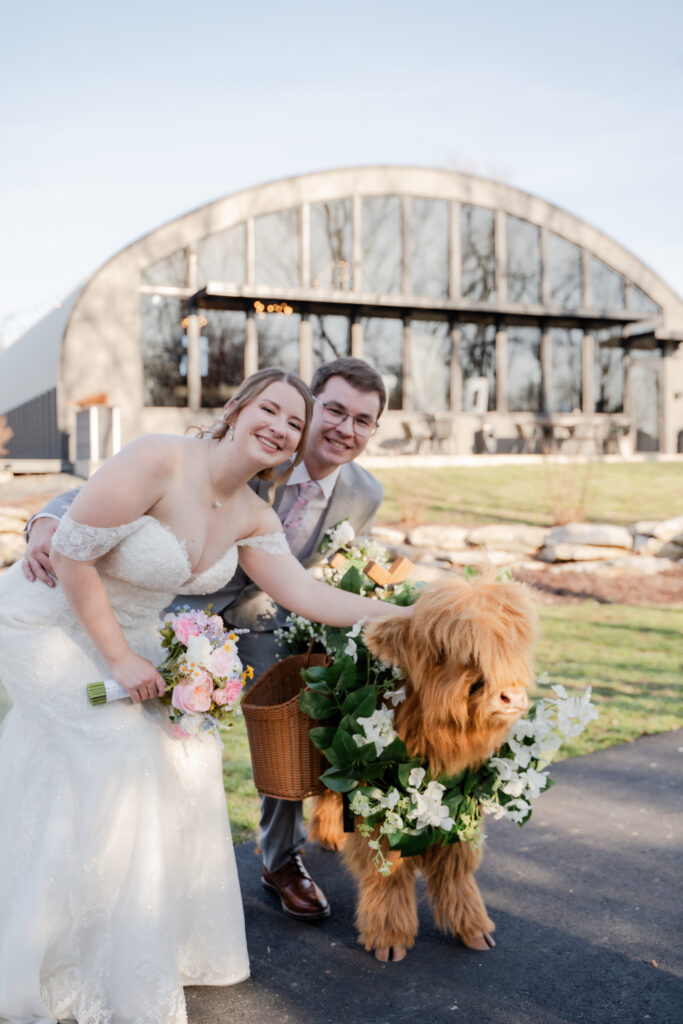 Bride and groom with a highland cow during cocktail hour